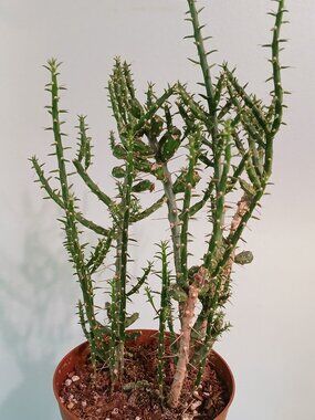 Cholla Cactus